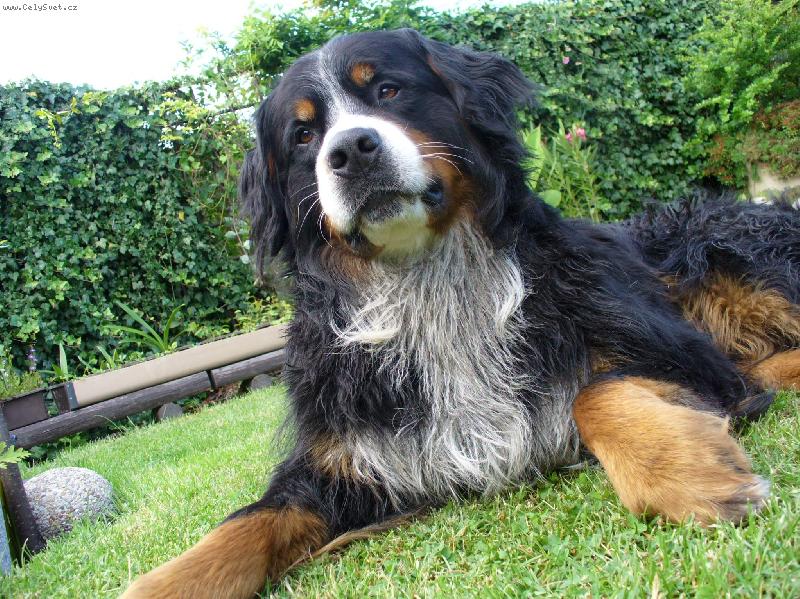 Foto: Prasopes Bad-a určitě není jediní, který se dokáže takto zřídit :-)