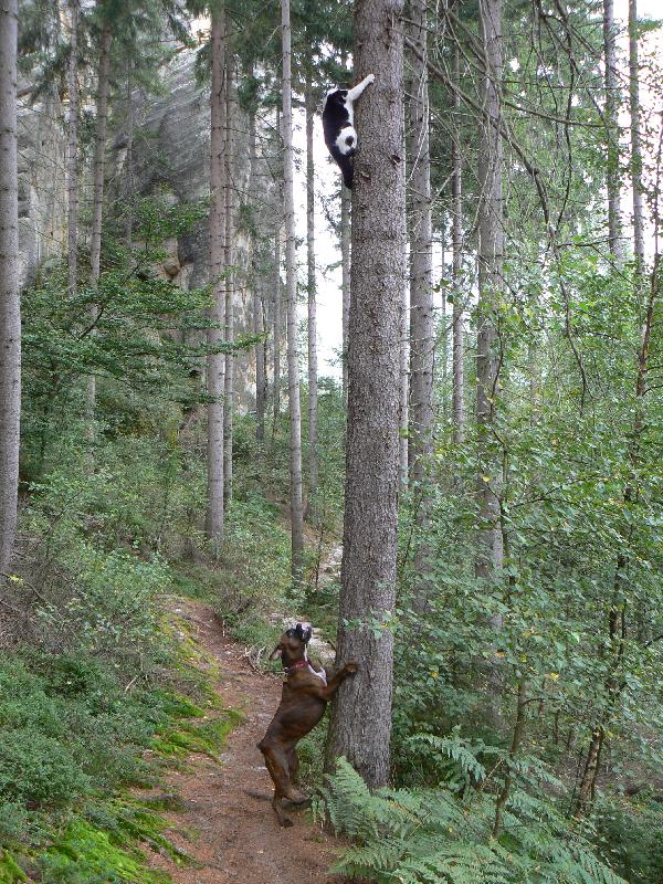 Foto: Blondy a kočička