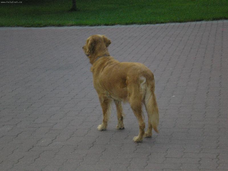 Foto: Bifčásek-To je o5 můj usíís pejsek výstavák