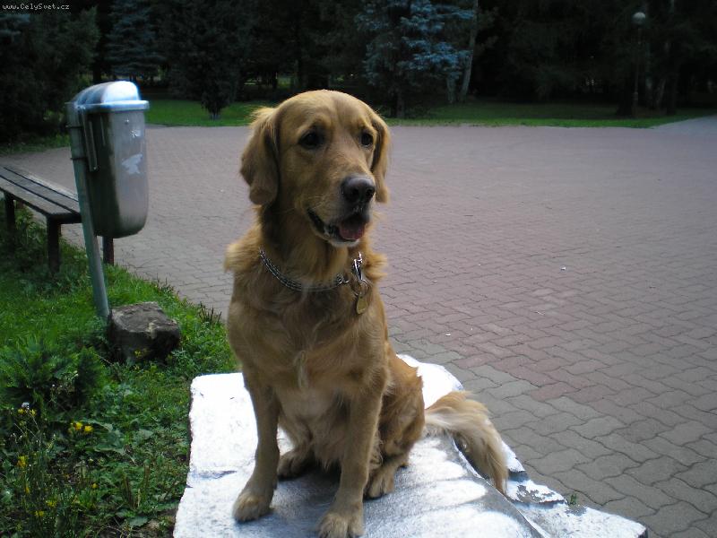 Foto: Tak todle je můj real hafff!-muj real haf GL