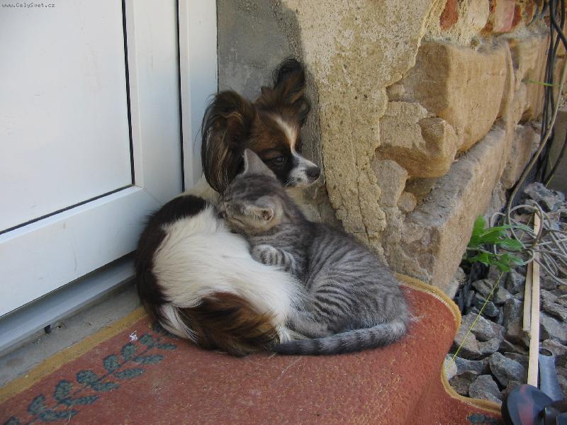 Foto: Bezdomovci!-papillon s kamarádem.