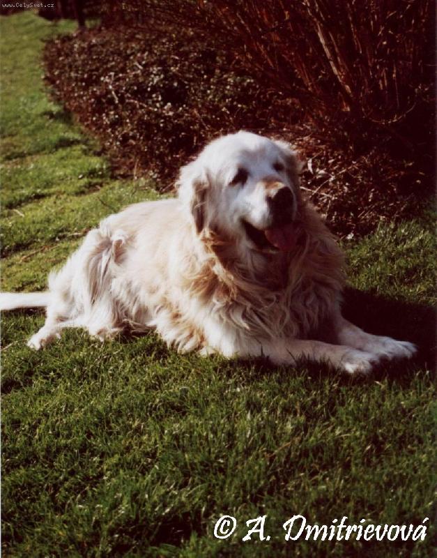 Foto: Zlatý retrívr Lord-krasavec:-)