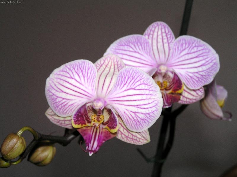 Foto: Faleponis, můrovec