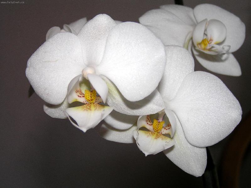 Foto: Faleponis, můrovec