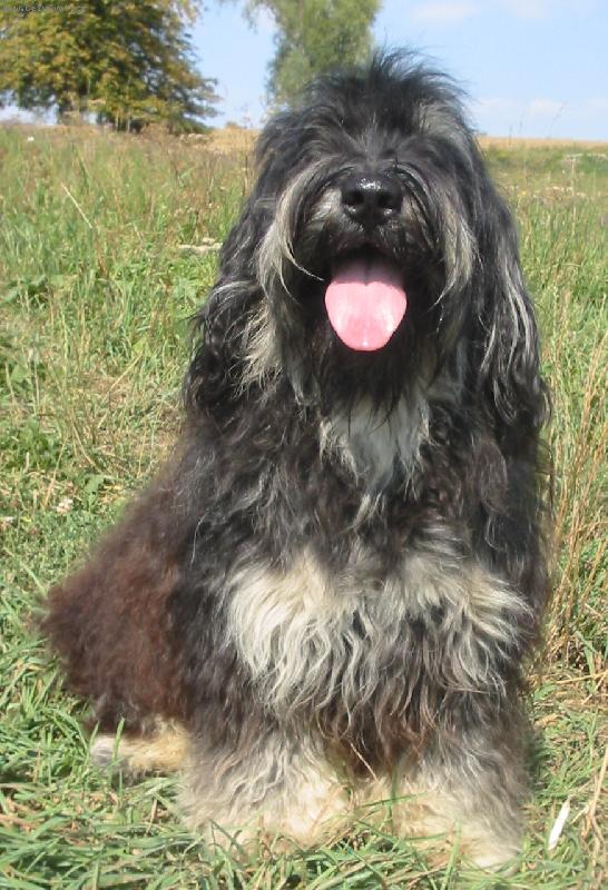 Foto: První představitel plemene Cao da Serra de Aires v České republice-Marotta do Casal da Vinha