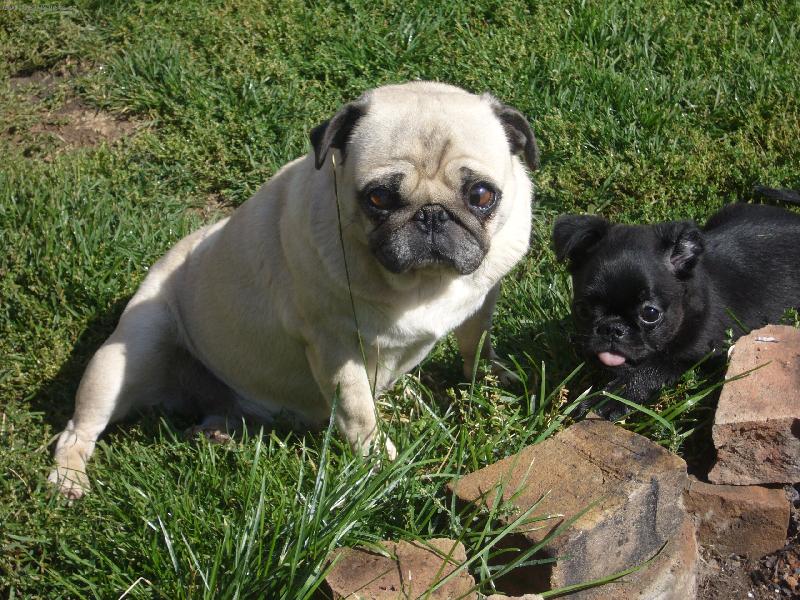 Foto: Eliška s brabantíkem