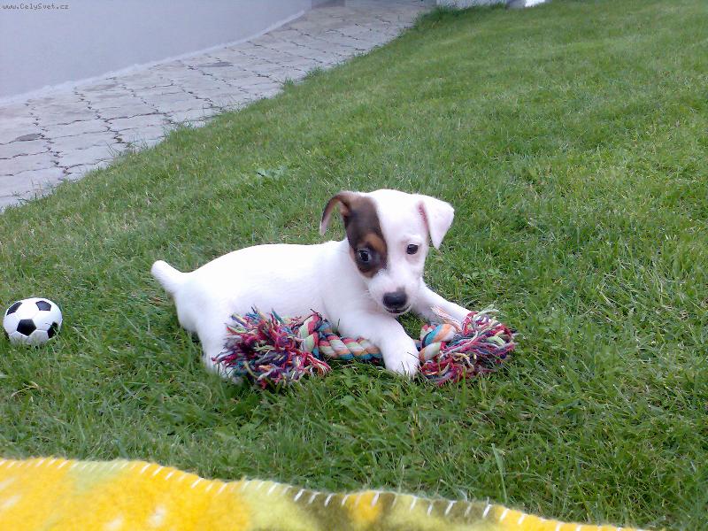 Foto: Štěňátko-nový domov