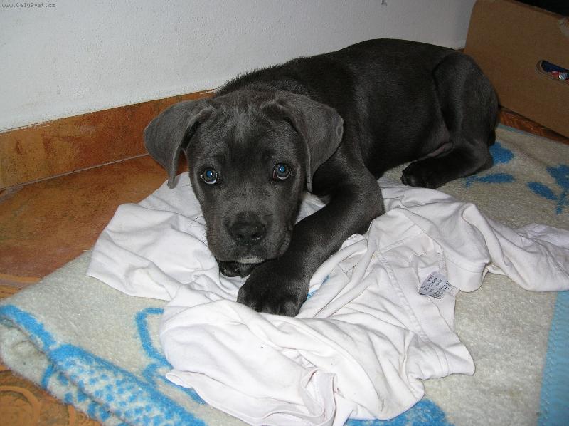 Foto: Ioshua - náš miláček