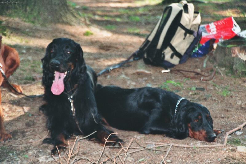 Foto: odpočinek před disciplínou na nácviku-Terry a Arwen