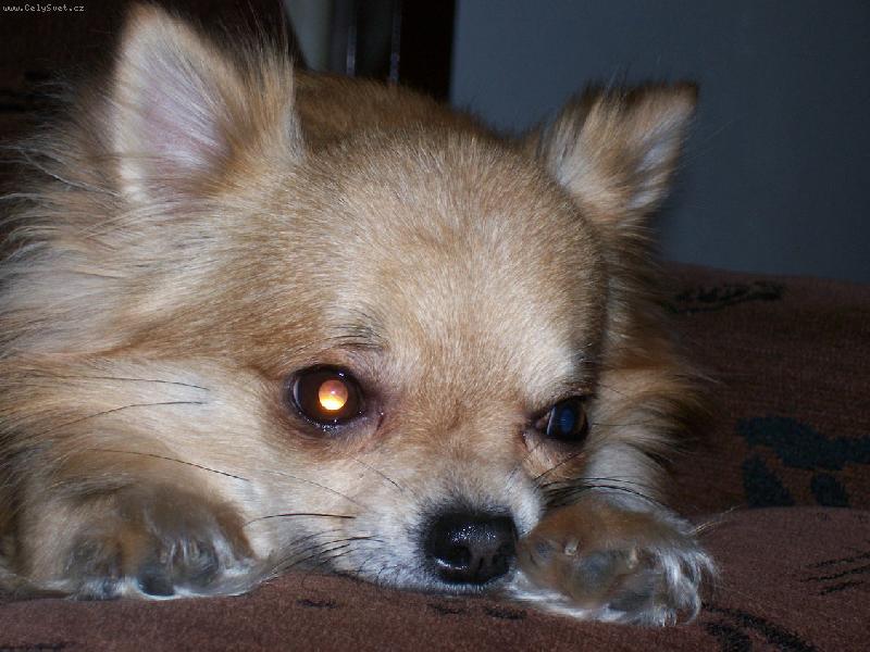 Foto: Odpočinek-Čiky-Odpolední sieste