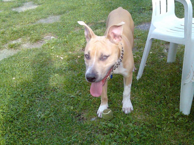 Foto: Arny-hra s míčkem