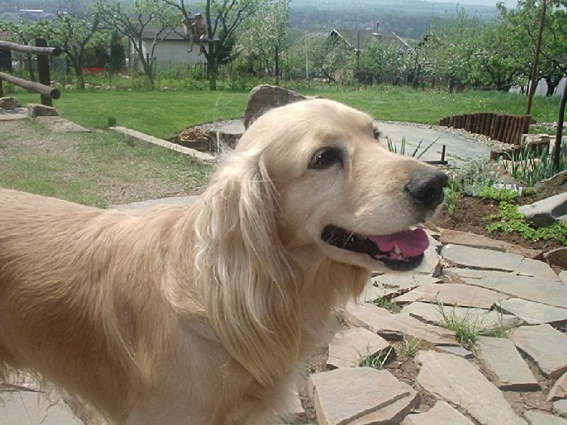 Foto: Donííík-Na zahrádce je mi dobřeee