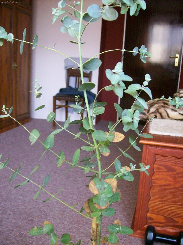 Foto: eukalyptus globulus-skvrnitost po přesazení (škůdci,viry baktérie)