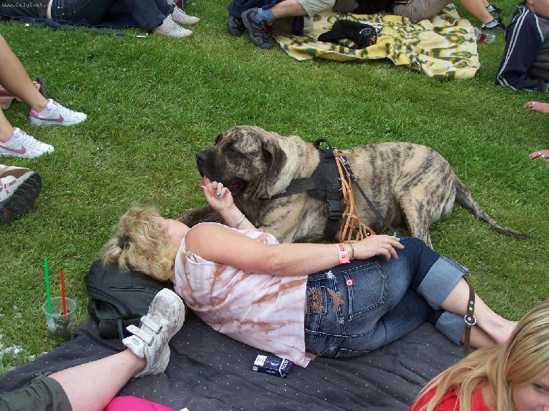 Foto: i na festíku se mastif chová slušně:))