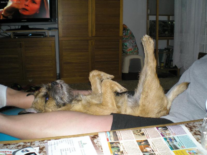 Foto: Káča a jóga-Káča cvičí jógu