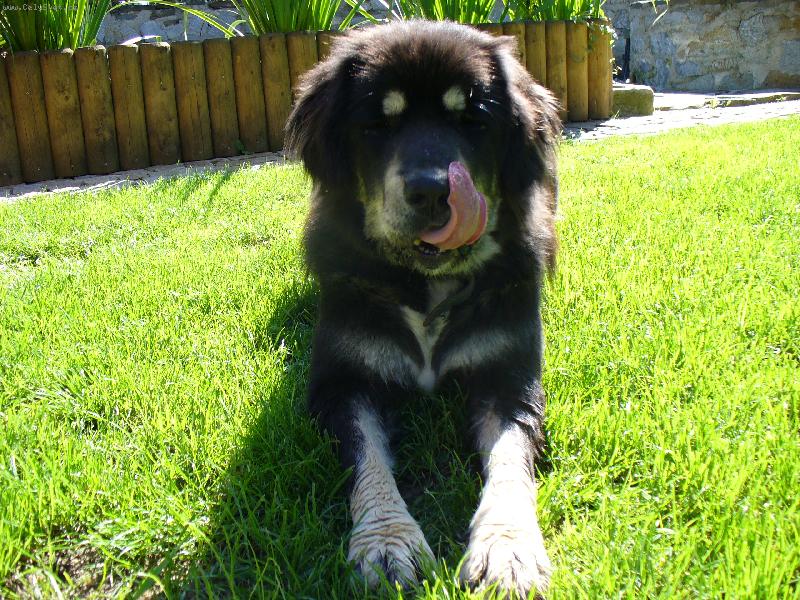 Foto: Dinuša-Naš pejsek po roce