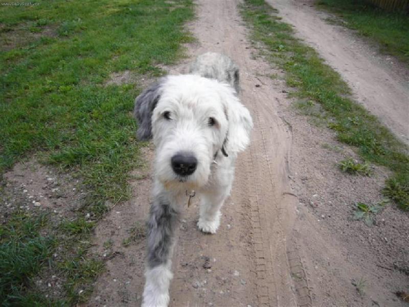 Foto: ADAM 14,5 LET NA PROCHÁZCE........-ADAM 14,5 LET NA PROCHÁZCE........