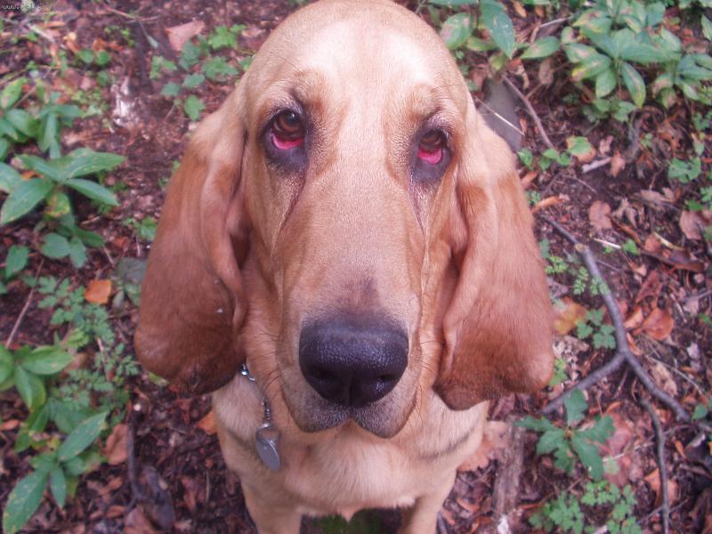 Foto: Takhle smutně koukám-Blair Iseb