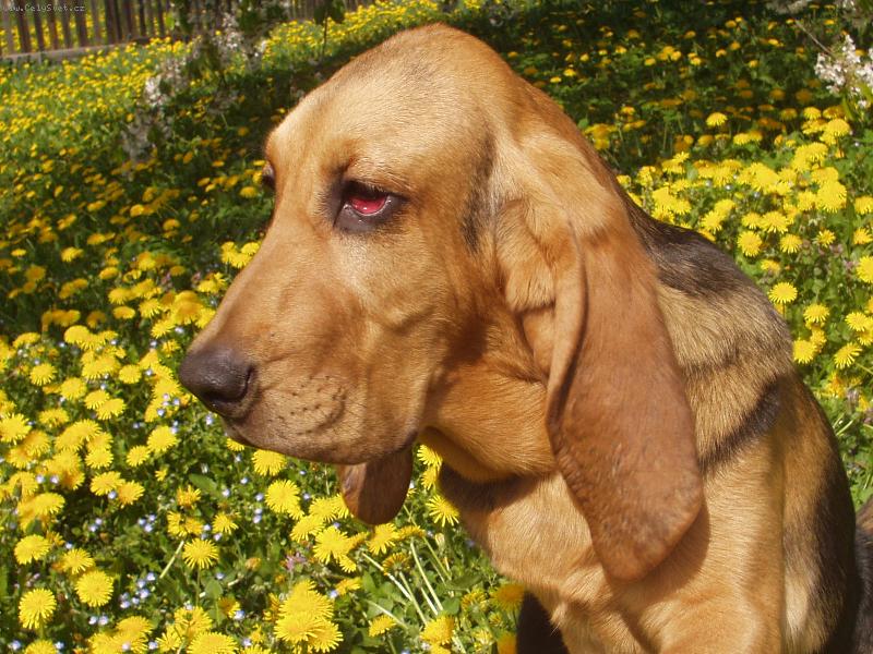 Foto: Portrét-Blair Iseb