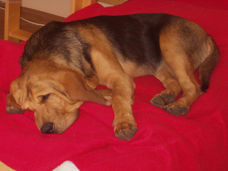 Foto: Únava-Blair Iseb