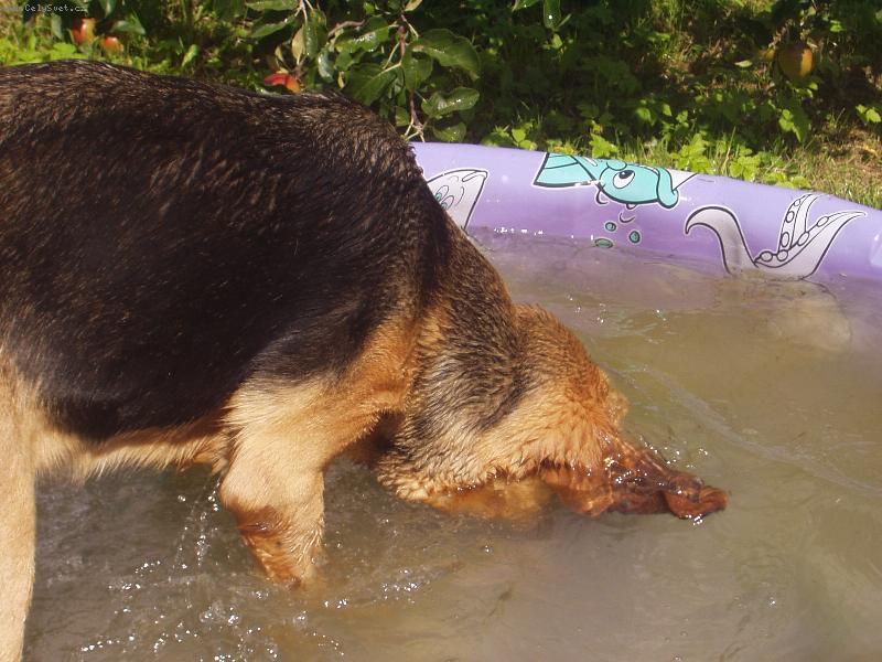 Foto: Já se umím potápět-Blair Iseb
