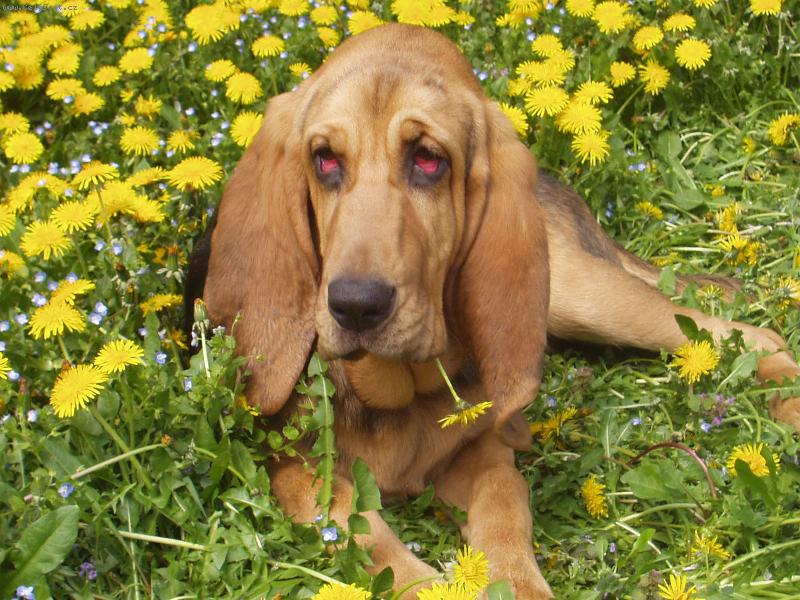 Foto: Siesta c pampeliškách-Blair Iseb