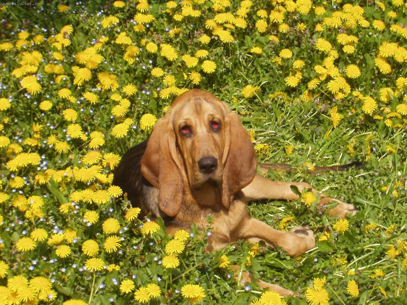 Foto: Siesta v pampeliškách-Blair Iseb