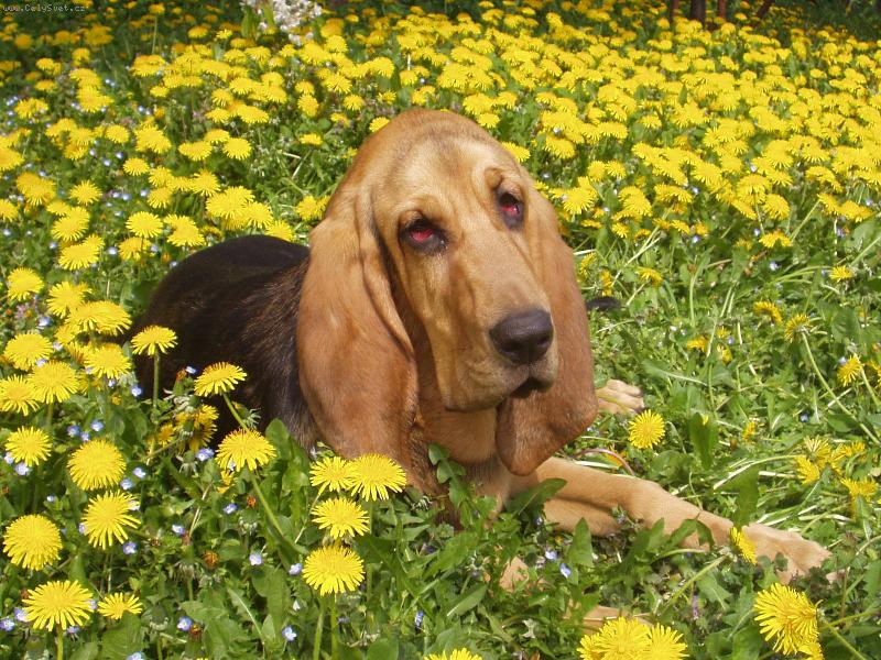 Foto: Odpočinek v pampeliškách- Blair Iseb