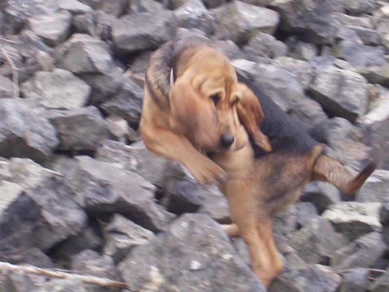 Foto: Jsem velká,ale mrštná- Blair Iseb