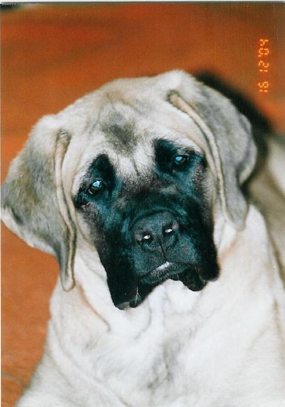 Foto: štěně angl.mastifa 4 měsíce