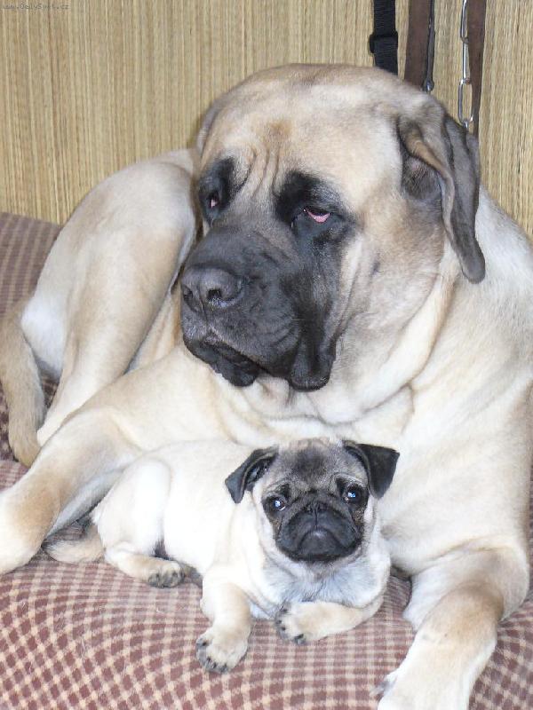 Foto: angl.mastif -ochránce malých pejsků