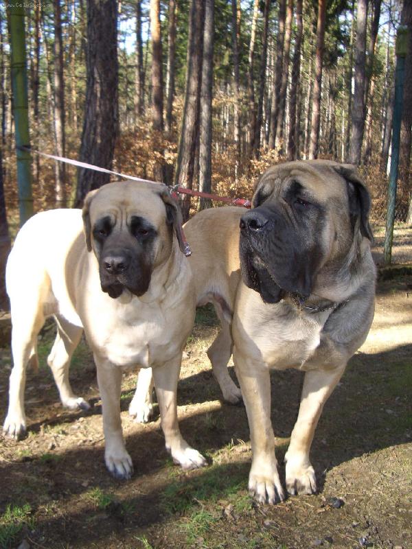 Foto: fena   pes v mladém věku