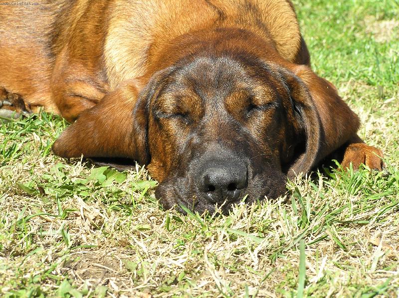 Foto: Orinka-polední siesta