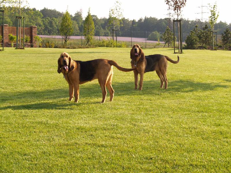 Foto: Wynn a Witch Famous Alhavant-sestry k pohledání