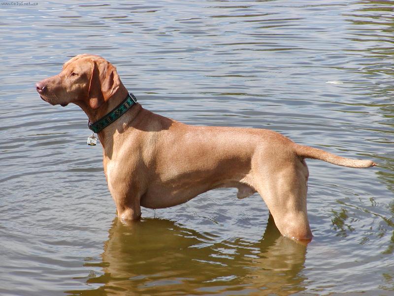 Foto: Mates v Hronu stojící...čumící :o)