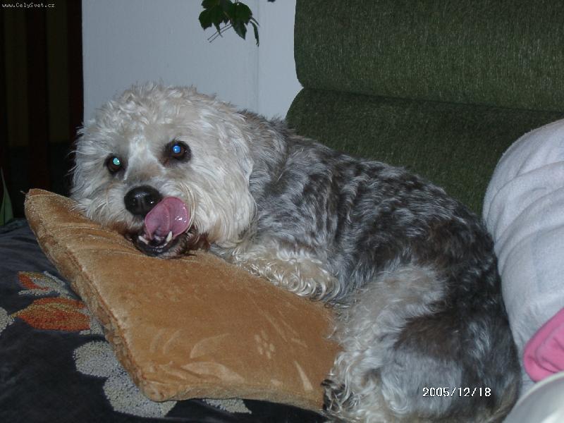 Foto: To je můj polštářek