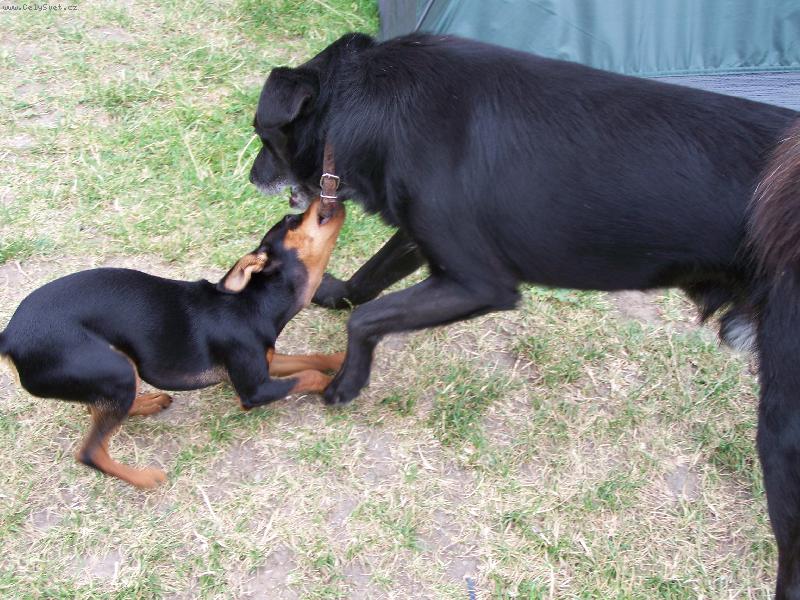 Foto: Cherry-Náš prďola zlobí už zase