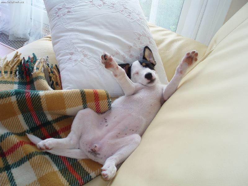 Foto: Lízinka spící :)