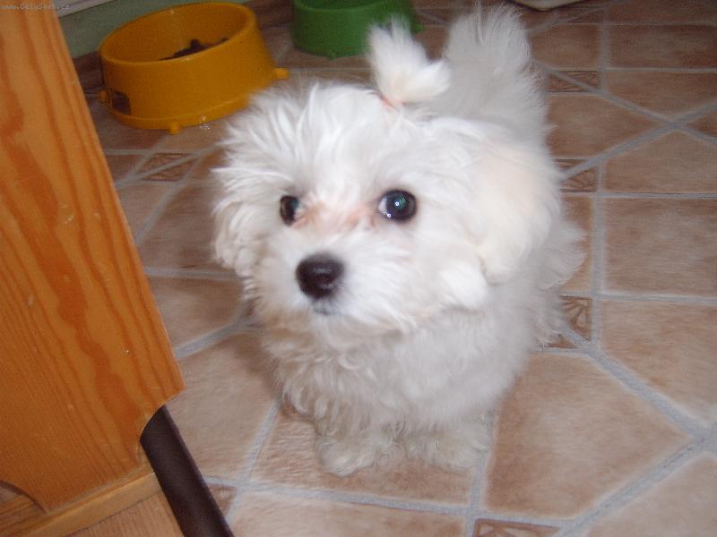 Foto: Dafinka-podívejte,jak jsem krásná,mám tady 11 týdnů