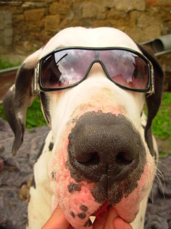 Foto: Náš pejsek-Zeusek v brejlkách