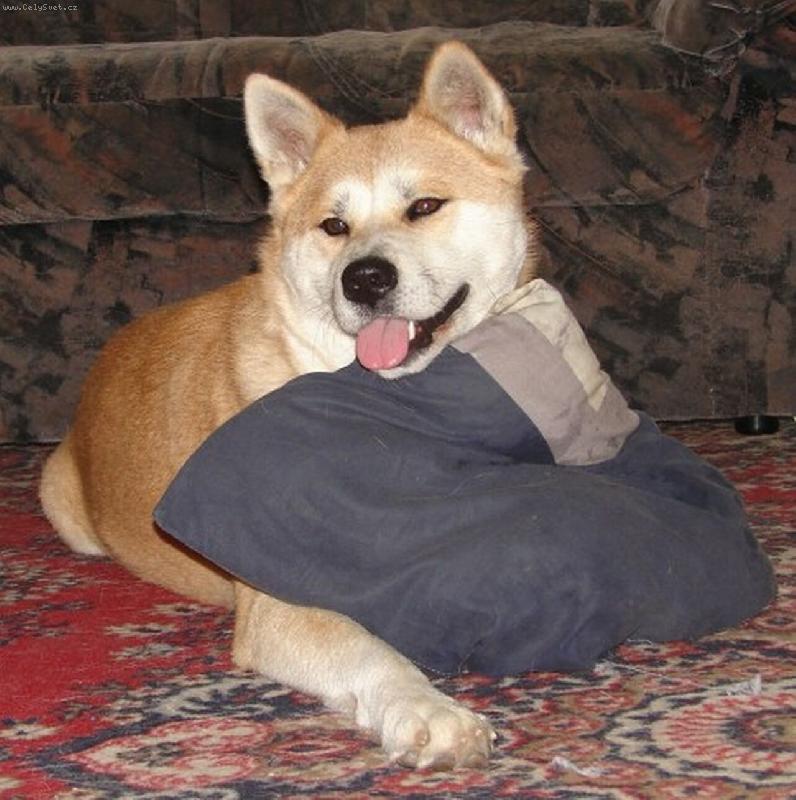 Foto: Aichi Czech Paradise-to je můj polštářek