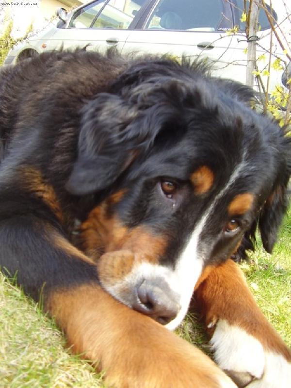 Foto: Stázinka-18ti měsíční nezbedná fenka:o)