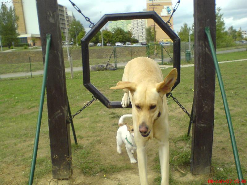 Foto: Bára-Bára se naučila proskakovat....