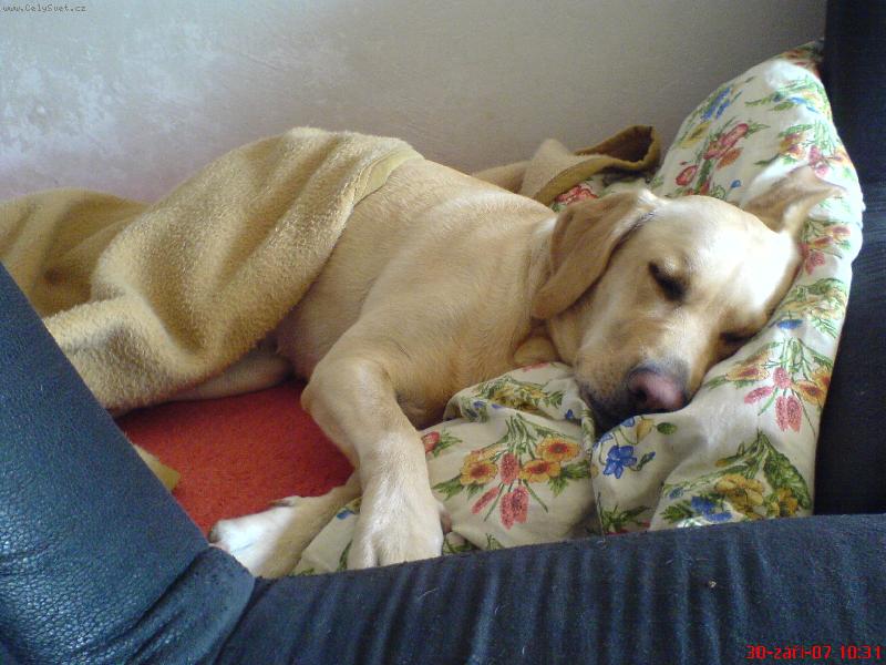 Foto: Spící Bára-Ranno jsem bjehala a ted spím..