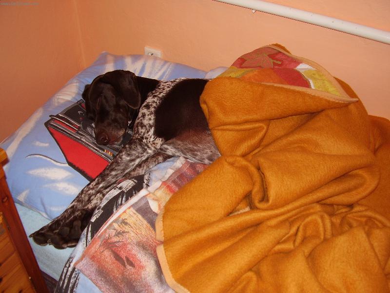 Foto: lovecký pes!! :-D-tak tomu říkám pravý lovecký posteláč