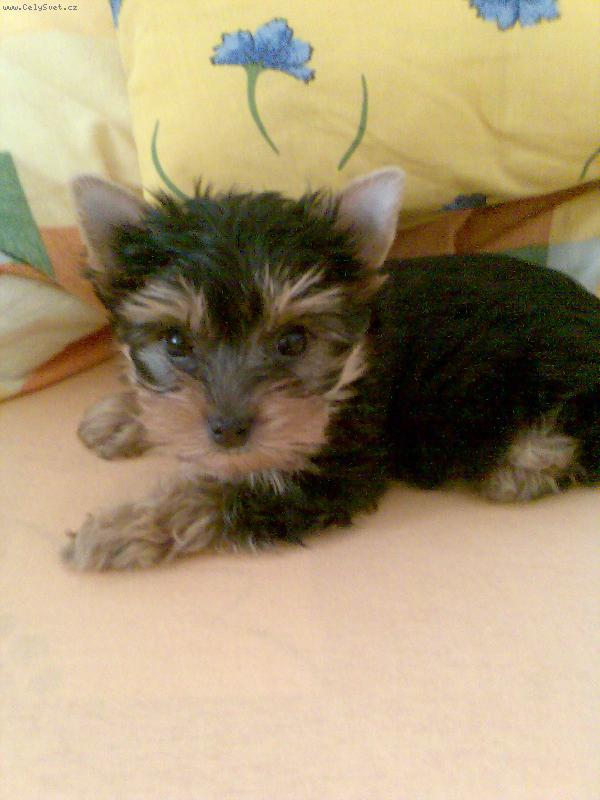 Foto: Jessinka-Jessinka jako štěnátko