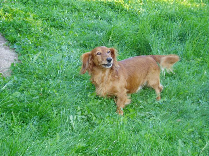 Foto: náš daníček