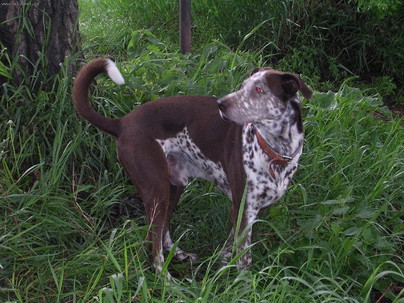 Foto: badík-procházka