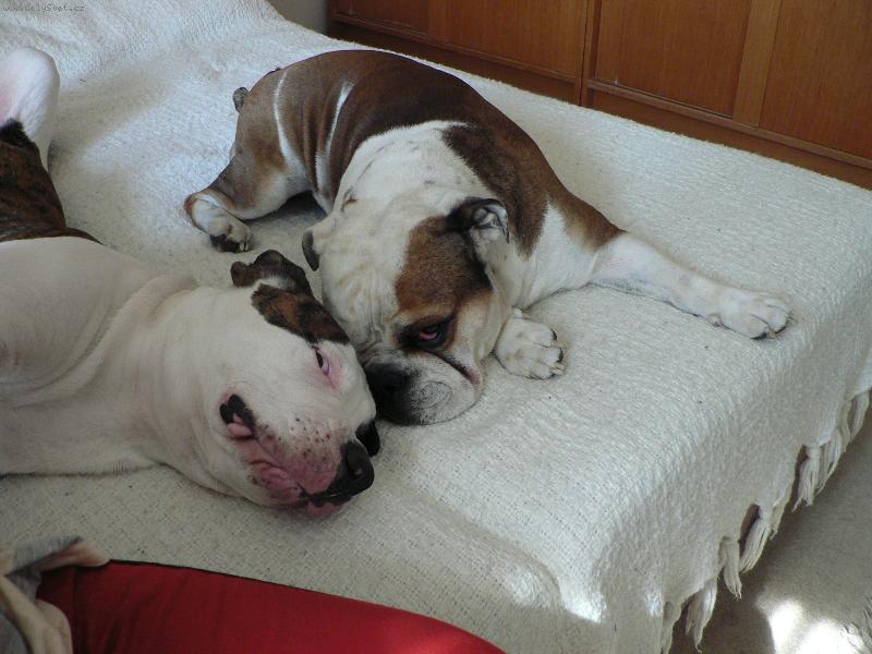 Foto:  bez sebe ani ránu- anglický a americký