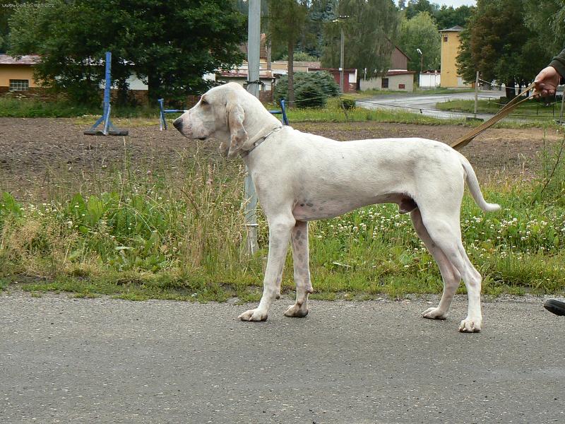 Foto: Barney z Dianských luk-Chovný pes